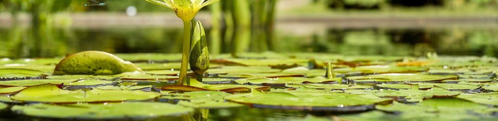 water-lily-1857350_1920